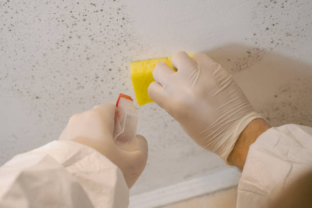 Best Environmental Consulting for Mold Prevention  in Kaumakani, HI